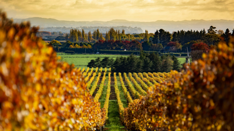 Ag-Steel Unveils New Vineyard System For Growers