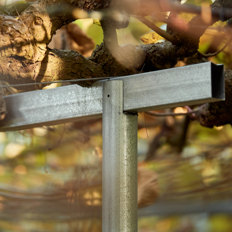 Ag-Steel framing for kiwifruit success